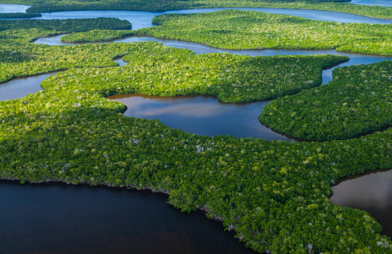 Florida Marsh