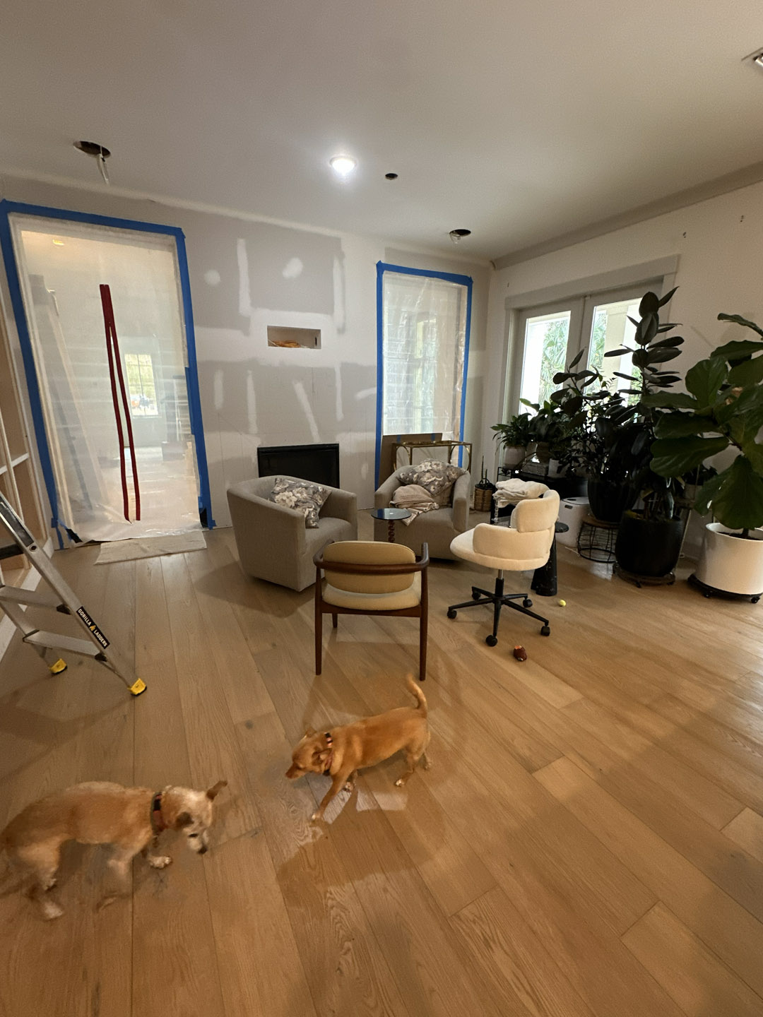 Bright living room undergoing renovation with unfinished walls, large window, and potted plants, featuring cozy seating and a small fireplace, with two playful dogs on hardwood flooring.