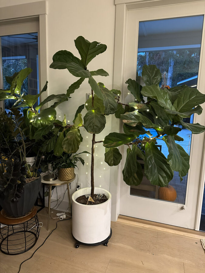 Vibrant indoor fig tree in a modern home with decorative lighting, placed next to a glass door leading outside, showcasing lush green leaves and stylish indoor plant decor.