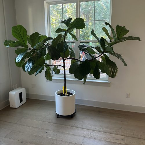 Lush fiddle leaf fig tree in a modern white planter on wheels, placed near a window at John Merrill Homes, bringing natural greenery into a bright, airy living space with light wood flooring.