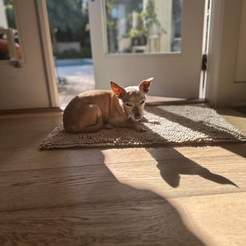 1. Small dog resting on a beige rug inside a sunlit home near glass doors, with a backyard and trees visible outside.