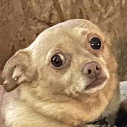 Adorable tan Chihuahua puppy with big, expressive eyes resting on a person's arm in a cozy indoor setting.